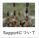Rapportについて